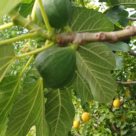 Vilă Richmond Greece