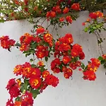 Villa Richmond Greece Poros (Kefalonia)