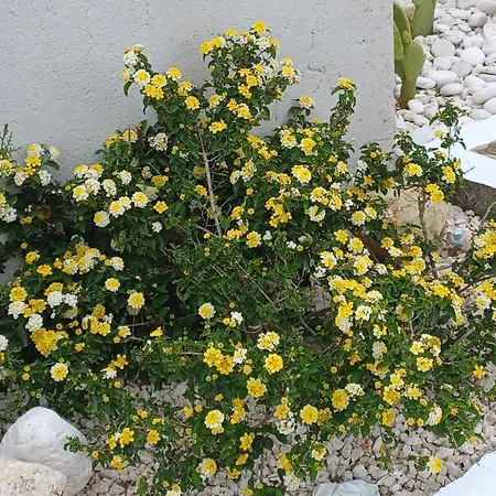Richmond Greece *